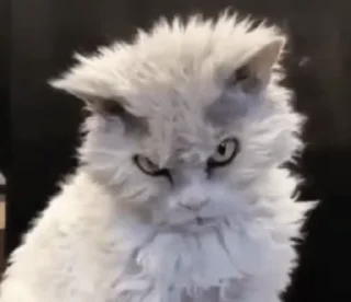 🐈