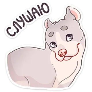 🐶