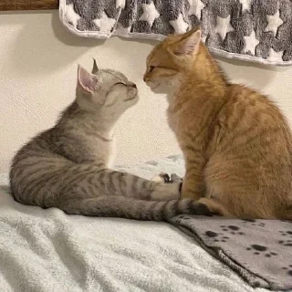🐱