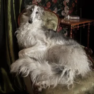 🛋