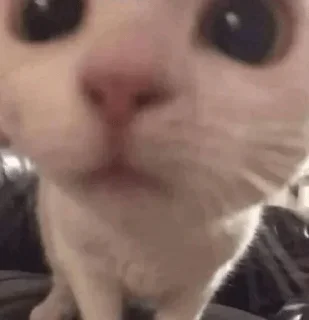 🥺