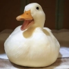 Quack