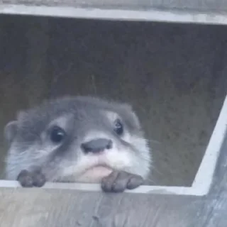 🦦