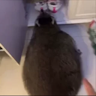 😼