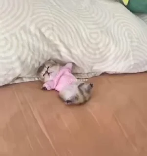 🌟