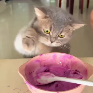 🐈‍⬛️
