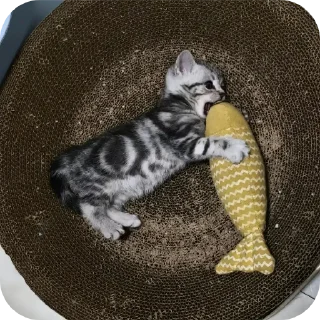 🐱