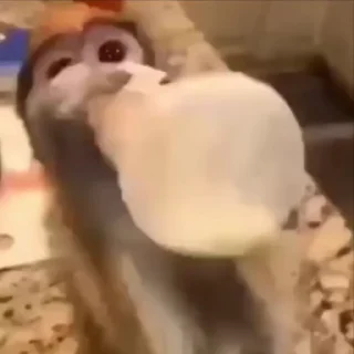 🌟