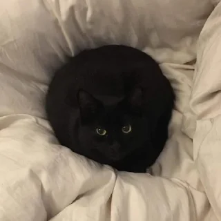 😺