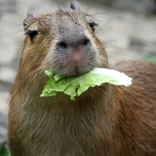 🥬