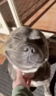🐶