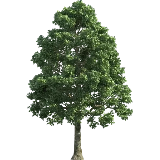 🌳