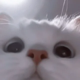 🥠