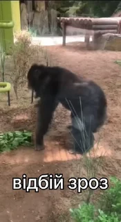 🥳
