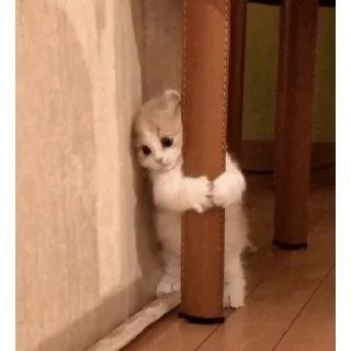 🙀