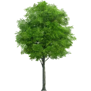 🌳