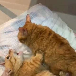 🤬