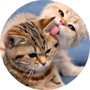🐱
