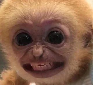 🐵