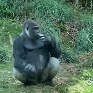 🦍