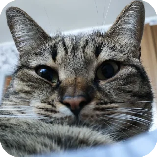 🐱