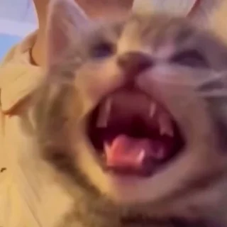🤩