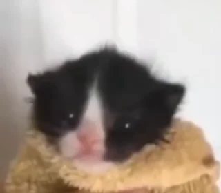 🐱