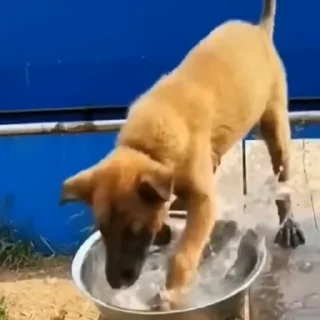 🐩