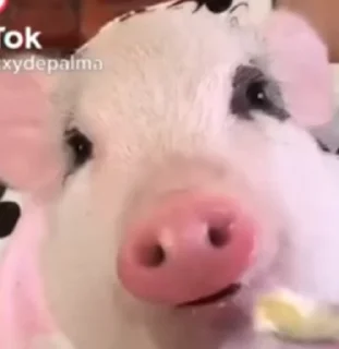 piggy :: @fStikBot