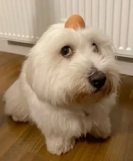 🌟