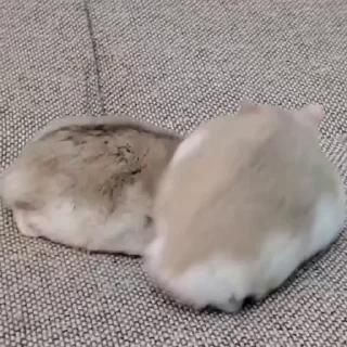 🐭