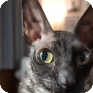 🌟
