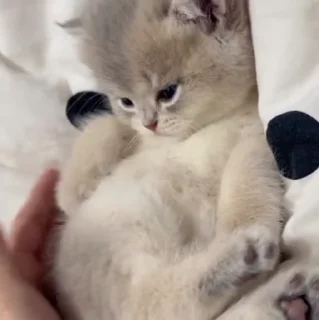 🐱