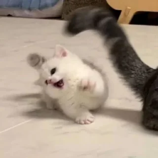 🙀