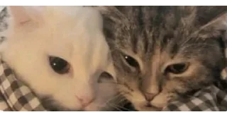 🐱
