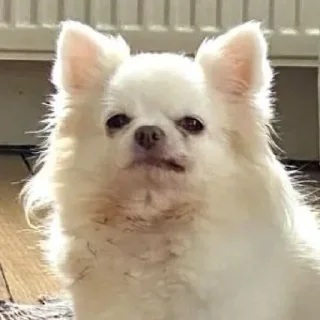 🤩