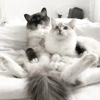 🤍