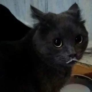 😺