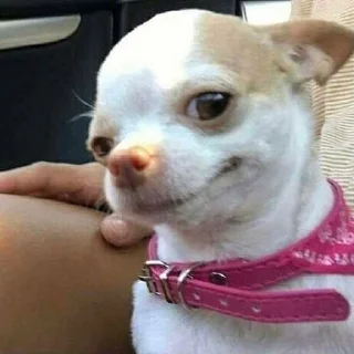 🤪