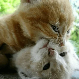 🐈