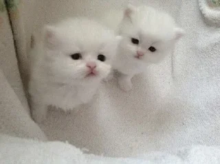 🥺