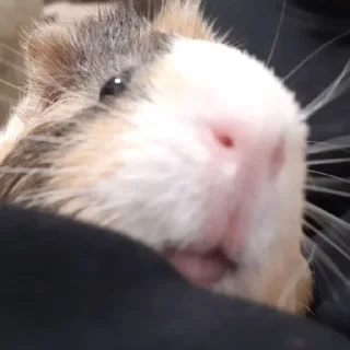 🐹