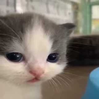 🌟