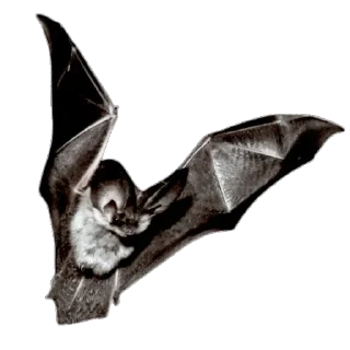 🦇