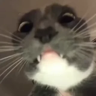 🐈