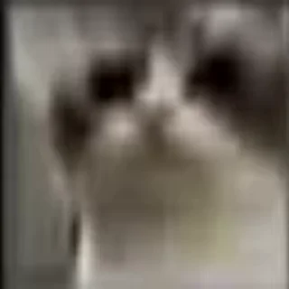 🙀