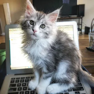 💻