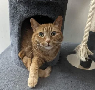 🐱