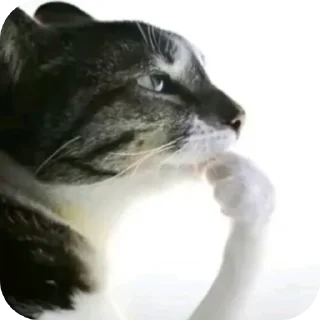 🐱
