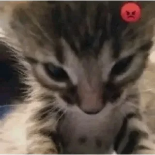 🌟